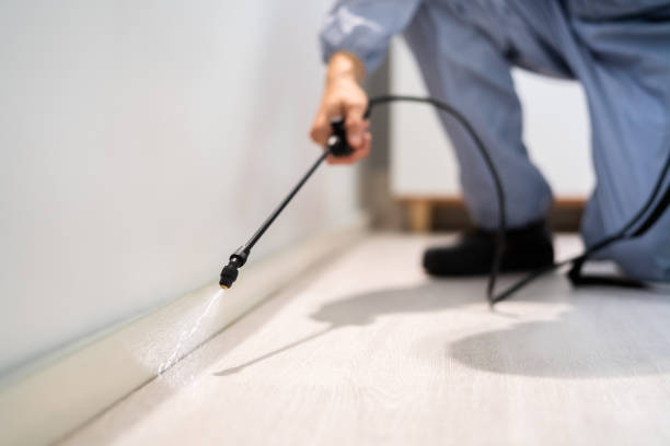 Licensed Ant Control service in Bunker Hill, OR - Nex Pest Control
